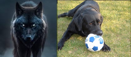 Wolf to Dog Evolution